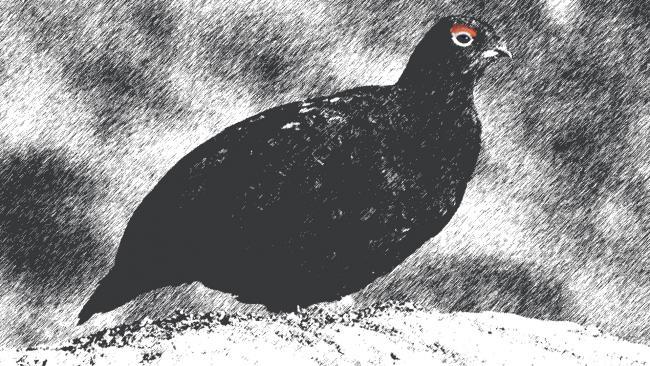 Grouse