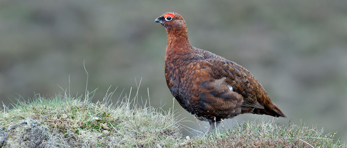 Grouse